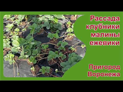 Видео: Рассада клубники, малины, ежевики на конец июля 2024 г. Пригород Воронежа