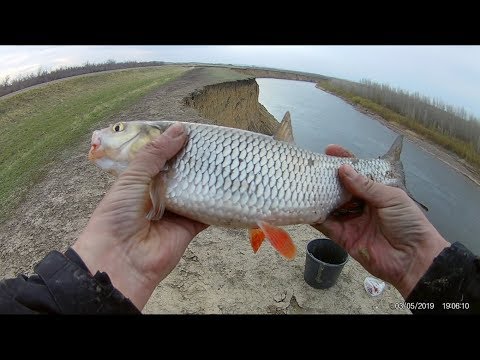 Видео: Ловля Голавля на реке Урал! Опасно, не повторять!!!