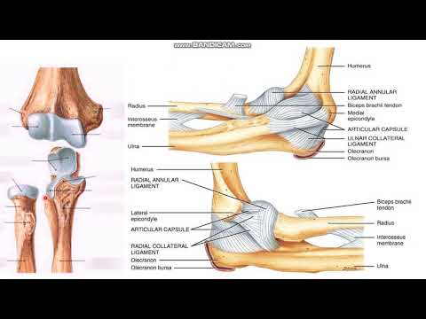 Видео: Шынтақ буыны