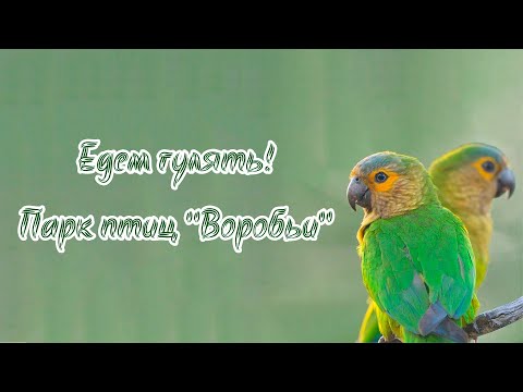 Видео: Едем гулять! Парк птиц "Воробьи"