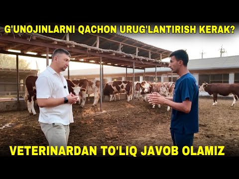 Видео: ҒУНОЖИНЛАРНИ УРУҒЛАНТИРИШ ВА БУЗМА ҚИЛИШ ВАҚТИ | ЧОРВАДОРЛАР УЧУН МАСЛАҲАТЛАР