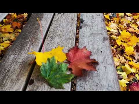 Видео: Осенний светофор