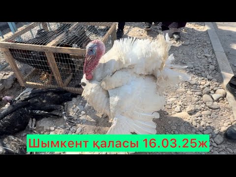 Видео: Шымкент Тауық,ит базары.