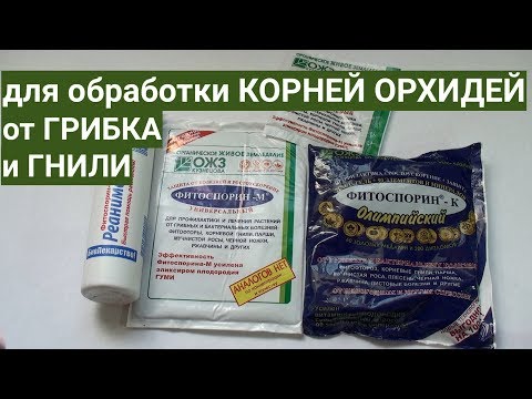 Видео: для корней ОРХИДЕЙ от ГРИБКА и ГНИЛИ ФИТОСПОРИН какой и как применять