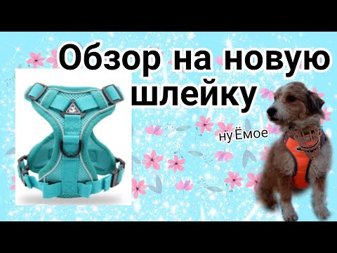 Видео: Обзор на новую шлейку! 🦮🐕‍🦺