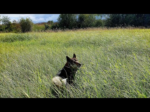 Видео: С Каюром на реке