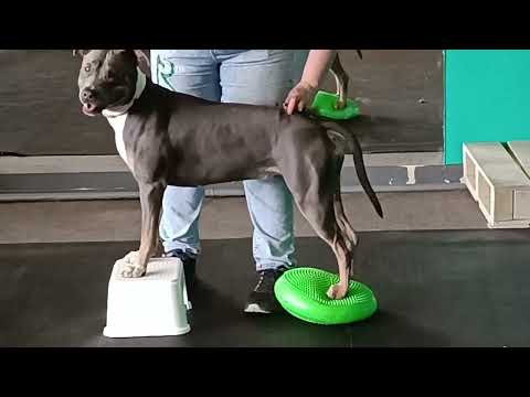 Видео: Занятия с хендлером приводим питбуля Лиру в кондицию
