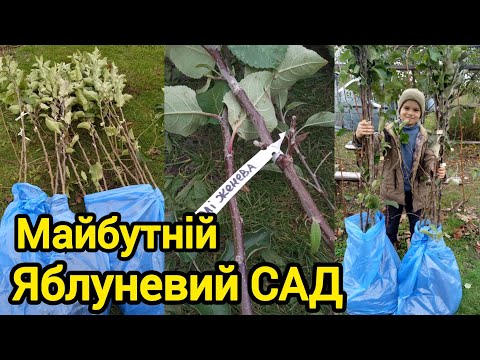 Видео: Яблуневий САД. Висадка саджанців 