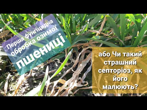 Видео: Перша фунгіцидна обробка пшениці або Чи такий страшний септоріоз, як його малюють?