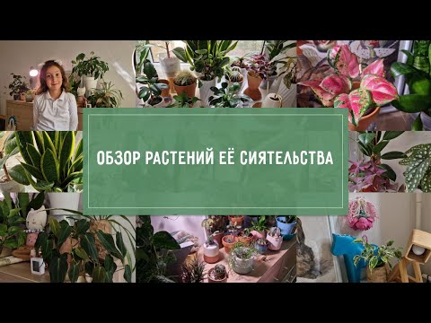 Видео: ОБЗОР растений в детской. Кущи ЕЁ СИЯТЕЛЬСТВА