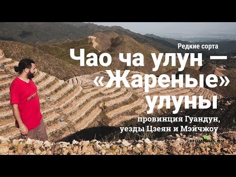 Видео: Чайные плантации. Будни китайских крестьян. Редкие сорта чая из провинции Гуандун. Чао Ча