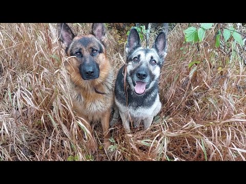 Видео: Фильм о том, как я искал японскую шахту. (3 часть, заключительная)