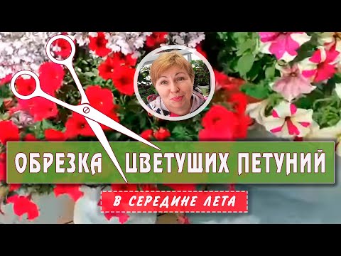 Видео: Обрезка взрослых цветущих ПЕТУНИЙ. Когда, зачем, почему?