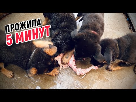 Видео: ЩЕНКИ РАЗОДРАЛИ КУРИЦУ