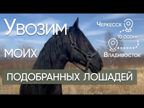 Видео: Увозим моих подобранных лошадей с Дальнего Востока | Обзор конюшни |  Александр Обжерин