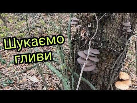 Видео: Пішли в посадку шукати гриби .І таки знайшли 