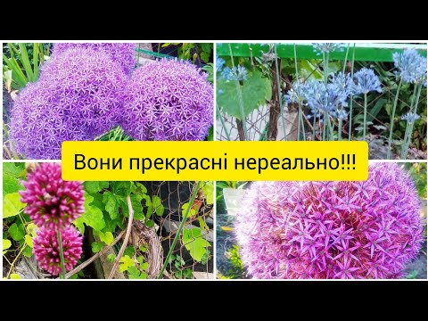 Видео: Алліуми від весни до зими: особливості розвитку різних сортів, терміни цвітіння, пересаджування