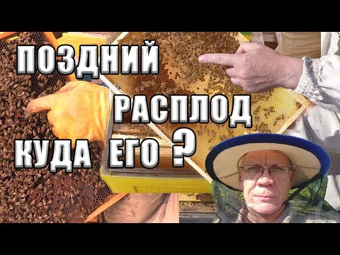 Видео: Поздний расплод у пчел. Как ПРАВИЛЬНО ПОСТУПИТЬ с поздним расплодом?