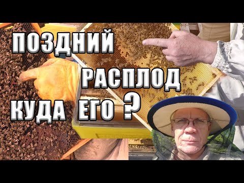 Видео: Работы на пасеке в сентябре октябре Куда девать поздний расплод