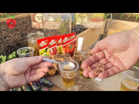 Видео: Чай из этого растения стимулирует прорастание семян и делает их более устойчивыми.