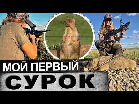 Видео: Охота на сурка байбака мой первый сурок