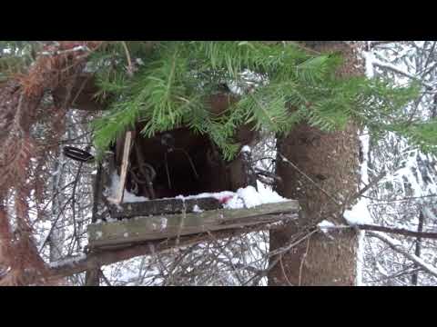 Видео: Начинаю ставить капканы на куницу.