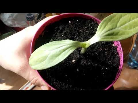 Видео: Прививка огурца на тыкву Лагенарию.  Grafting a cucumber on a pumpkin Lagenaria.