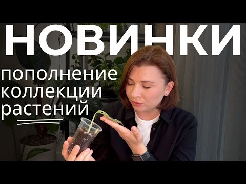 Видео: Обзор цветочных НОВИНОК  • РОЗЫГРЫШ в честь 2000 подписчиков на канале!🥳