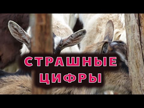 Видео: Экономика козовода - расходы и доходики