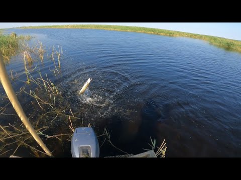 Видео: щука долбит на каждом забросе такой рыбалки давно не видели рекомендую посмотреть