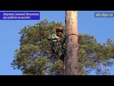 Видео: Арбористика. Элементы работы арбориста