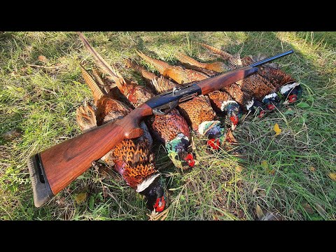 Видео: Охота на фазана