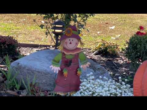 Видео: 🍁  Золотая  осень.🍂 Утренная прогулка.🚶‍♀️ 