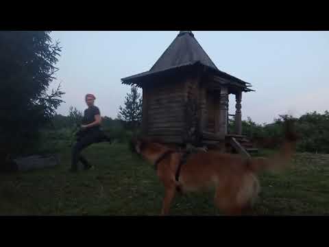 Видео: облай