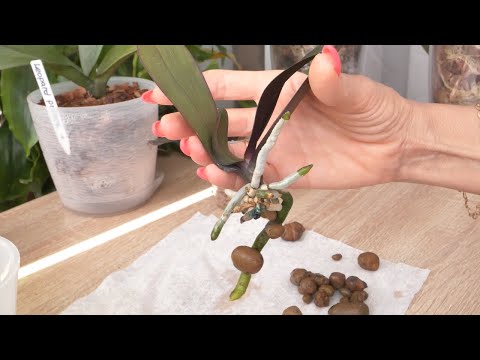Видео: Орхидею пришлось срезать без корней и НАРАЩИВАТЬ / СТОПДетка / Орхо будни