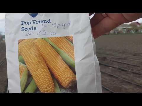 Видео: ✔ Супер способ посадки суперсладкой кукурузы вручную//поздравление с Днём пограничника