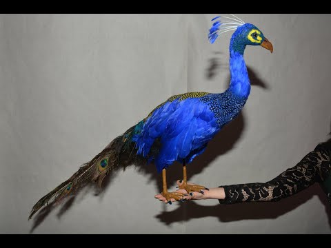 Видео: Павлин. живой или искусственный? Peacock. live or artificial?