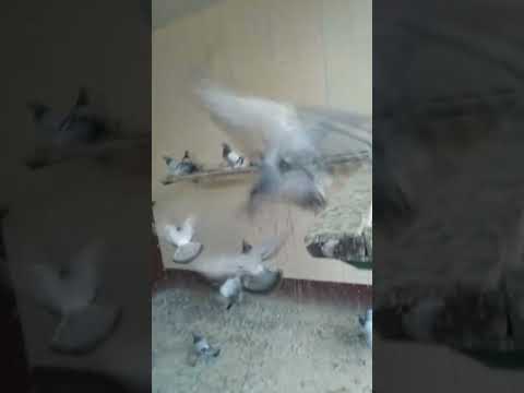 Видео: 30 октября 2025 г.