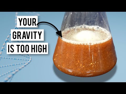 Видео: Три открытия в области пивоваренной науки | Вместе с Brü Lab