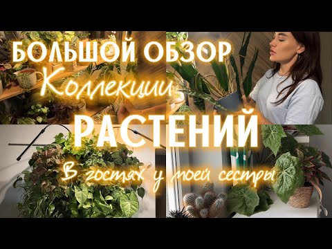 Видео: ОБЗОР РАСТЕНИЙ | ФИТОСТЕНА | в гостях у Алены | 100+ РАСТЕНИЙ в квартире |