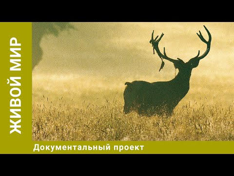 Видео: Живой мир. Документальный Проект. Лучшие фильмы