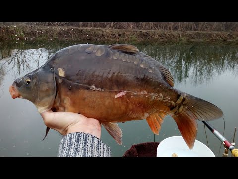 Видео: Herabuna. Ловим карпа и карася поздней осенью.