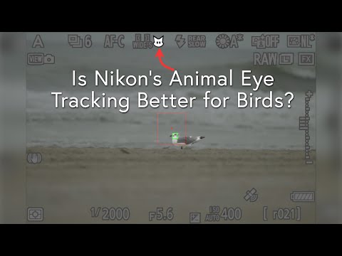 Видео: Лучше ли отслеживание глаз животных от Nikon для птиц? С Nikon Z9 + 100-400mm и прошивкой 5.20