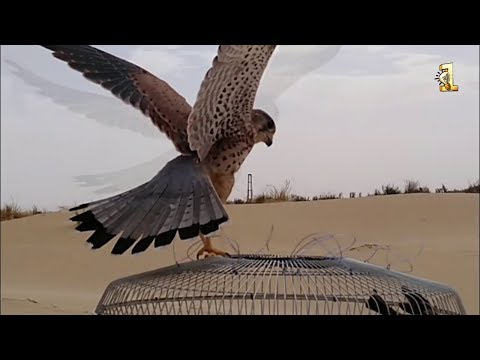 Видео: Создание ловушки для улова птиц и ястребов с помощью кожуха для защиты вентилятора