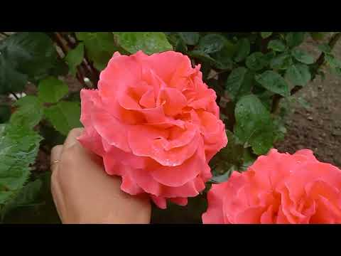 Видео: Долгожданное цветение роз в саду 29 мая 2023 г.🌸🌹🌼