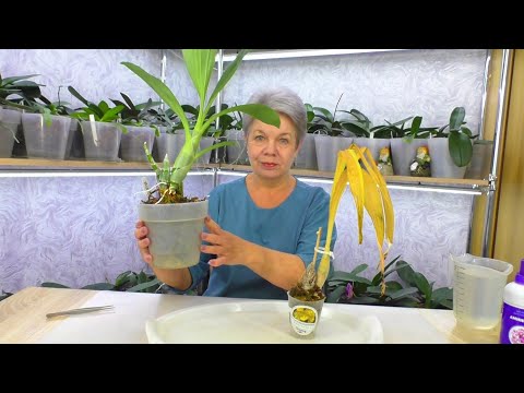 Видео: Как спасти орхидею Катасетум после покупки? Секреты ухода за Катасетум для новичков.