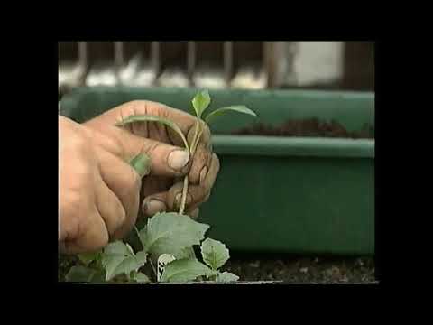 Видео: Чемпионы Далии 1992 года, Дерек Хьюлетт.