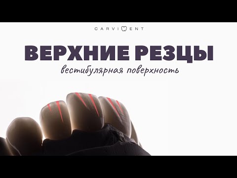 Видео: Морфология верхних резцов | CARVIDENT