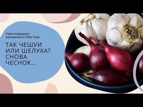 Видео: 720. Так чешуи или шелуха? Снова чеснок.