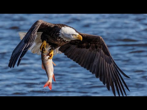Видео: Символ Америки - большой, сильный и наглый БЕЛОГОЛОВЫЙ ОРЛАН! Он обожает рыбалку и воровство!